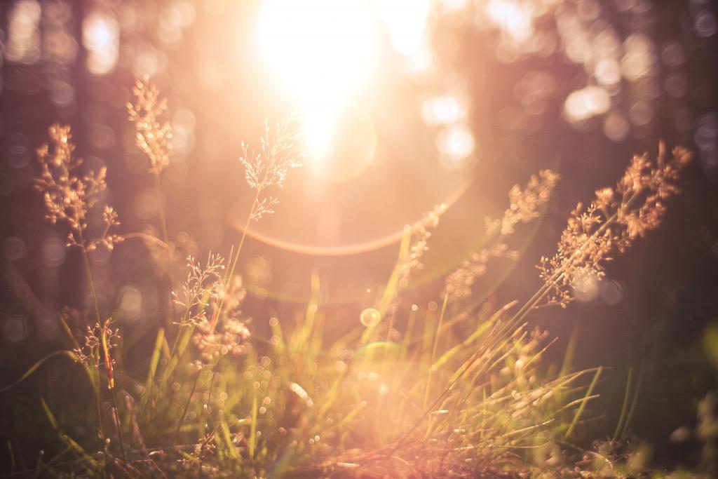 This image has an empty alt attribute; its file name is grass-sunlight-1024x683.jpg